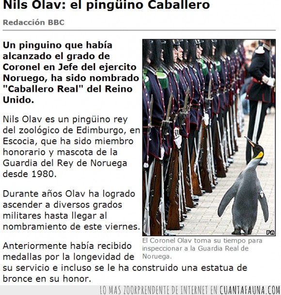 pais,Pingüino,Noruega,Madagascar,coronel,caballero