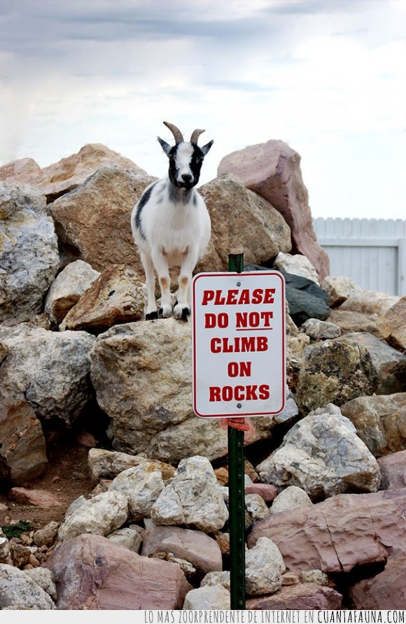 cabras,prohibido,rebelde,subir,rocas,cabra,escalar,normal porque no sabe leer