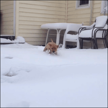 Perro,Nadar,Hielo,Nieve,Frío,Invierno,Cachorro