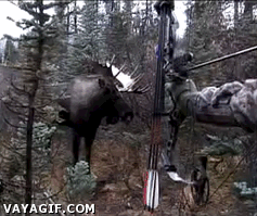 ataque,alce,moose,caza