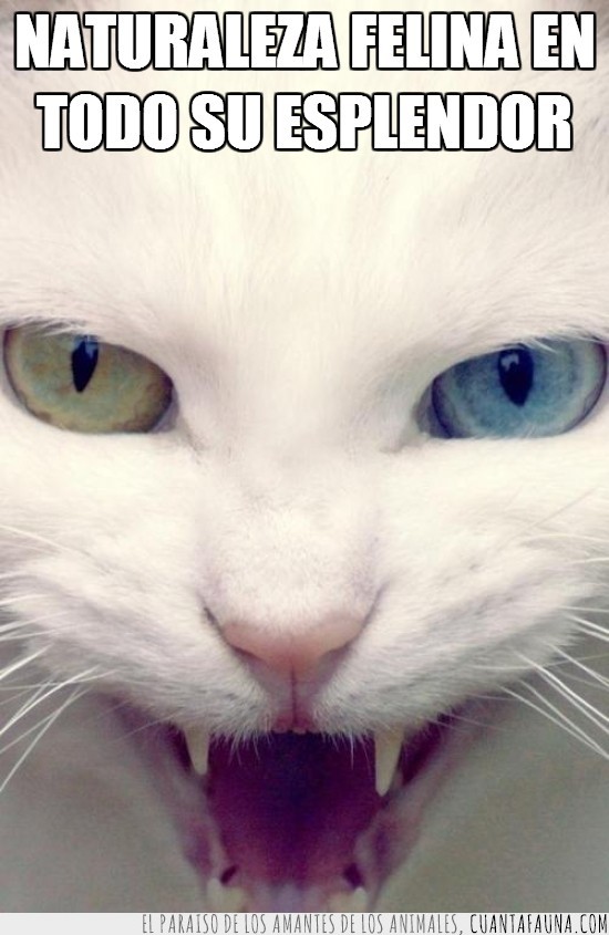 gato,blanco,ojos,color,azul,verde,fiera