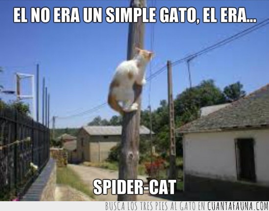 subir,poste,spider-cat,gato,spidercat