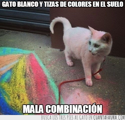 gato blanco,pintado de todos los colores,tiza,colores