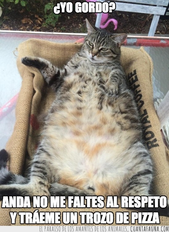 gato,gordo,gordaco,tumbado