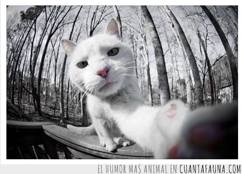 selfie,gato,bosque,blanco
