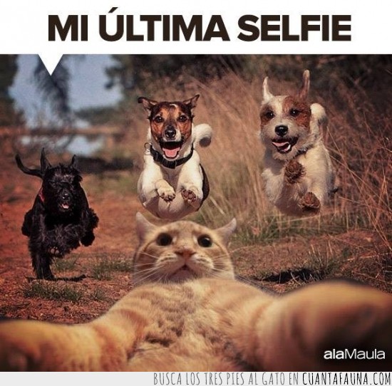Persiguen,Ultima vida,Perros,Gato,Selfie,perseguir
