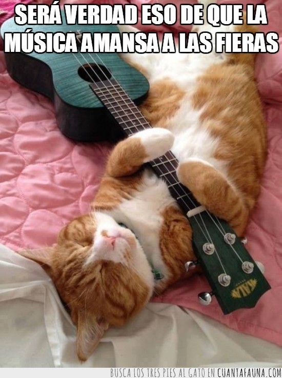 gato,guitarra,tocar,dormir,sueños,bonito,amansar,fieras