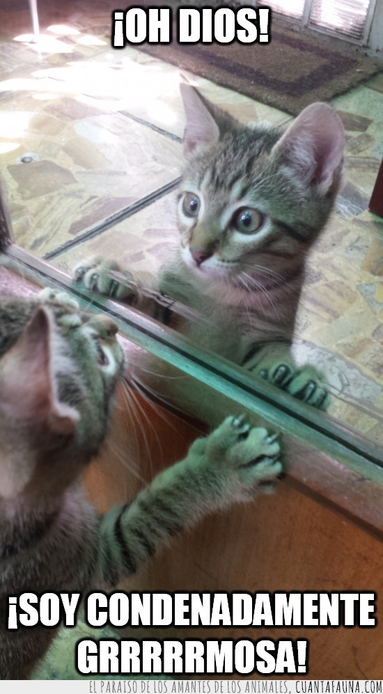 espejo,gato,mirarse,alucinar
