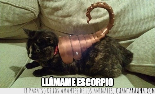 gato,disfraz,escorpion