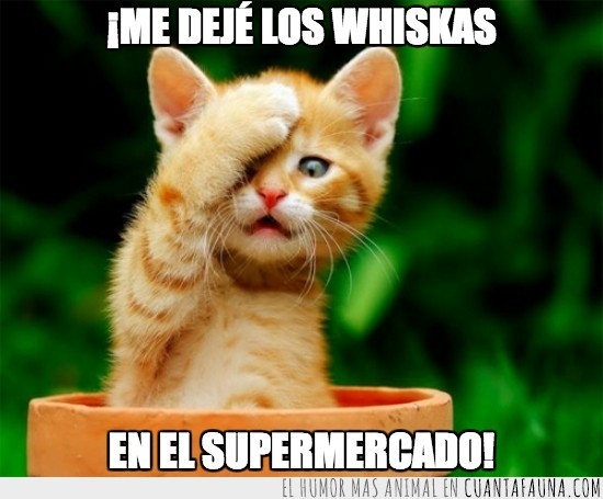 Whiskas,supermercado,gato