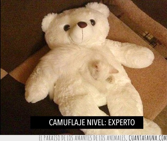 cat,gato,camuflaje,camouflage,nivel,experto,oso,blanco,osito