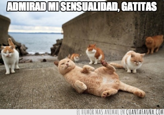 Sensual,Pose,Gato,Gatas