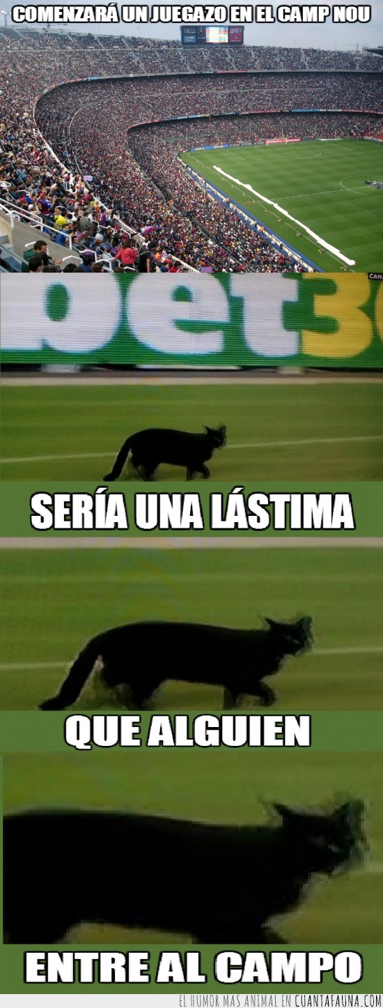 se metió al campo,gato negro,barcelona,fútbol,gato de la mala suerte,otro gato
