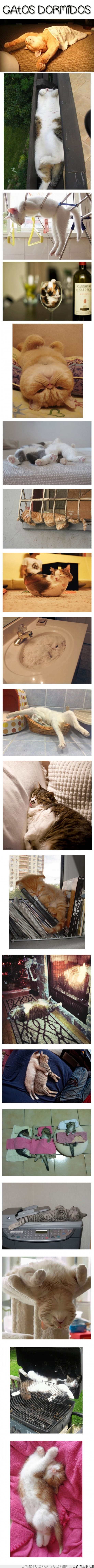gatos,cats,gatetes,dormidos,posiciones