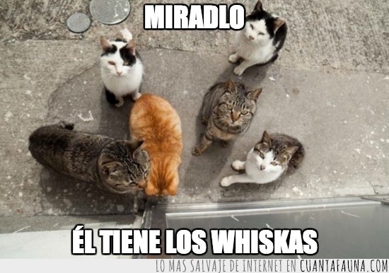 Arriba,Gatos,Pandilla,Whiskas,Mirada
