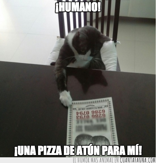 gato,pizza,pedir,menu