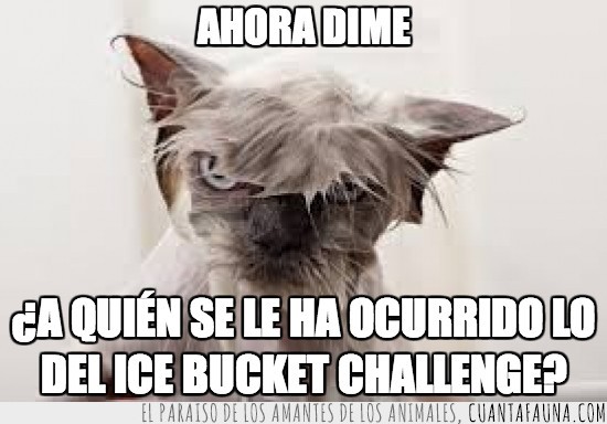 gato,mojado,ice bucket challenge,con flequillo