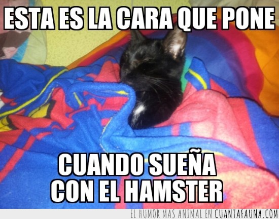 dormir,soñar,pensar,cama,gato,hamster