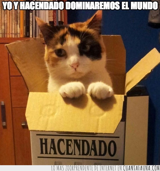 tricolor,gatito,caja,hacendado