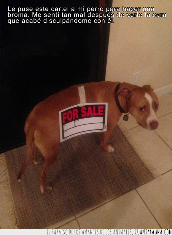 broma,mirada,traicion,triste,mascota,vender,cartel,se vende,en venta,for sale,perro