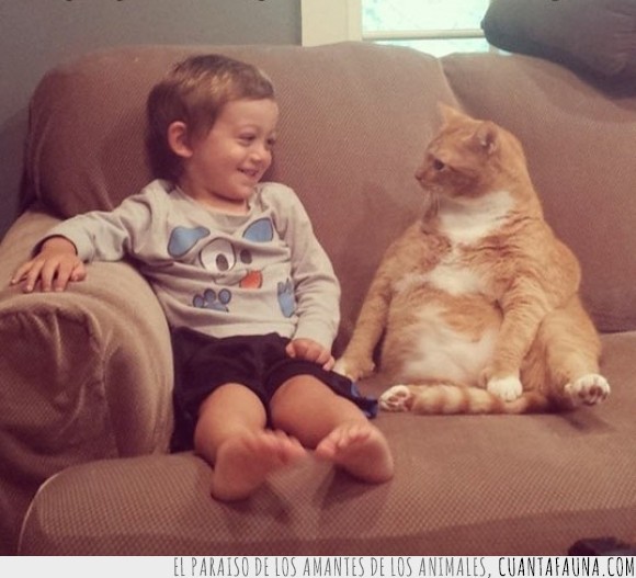 gato,niño,sofa,conversación,amiwitos