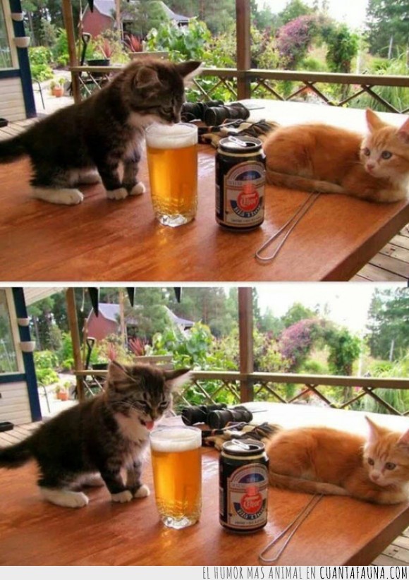 15807 - A los gatos no les va la cerveza - ¿Cómo puedes beberte esto?