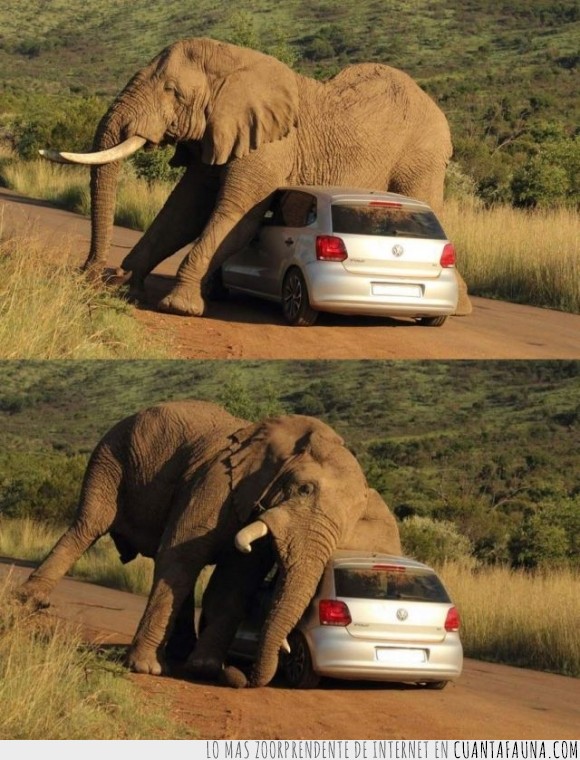 16094 - Elefantes y coches - Cuando un elefante quiere aparearse con tu coche