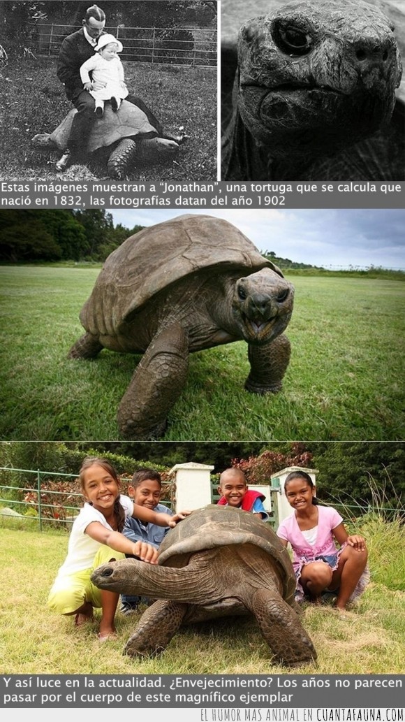 tortuga,Gigantes Seychelles,Atlántico Sur,St Helena,Jonathan,longevidad,belleza