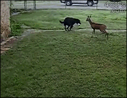 perro,ciervo,cervatillo,pelota,jugar,bambi