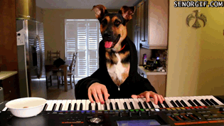 perro,teclado,tocar,musico,manos,pianista
