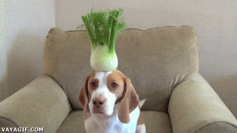 perro,hortalizas,verduras,paciente,cabeza