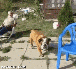 bulldog,perro,silla,sentarse,esfuerzo