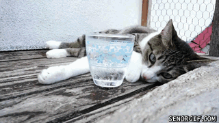 gato,señorito,tirar,vaso,agua