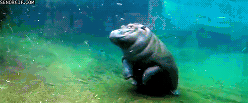 hipopotamo,pequeño,agua,agilidad,gracil,moverse,voltereta