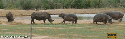 pelea,lucha,hipopotamo,rinoceronte