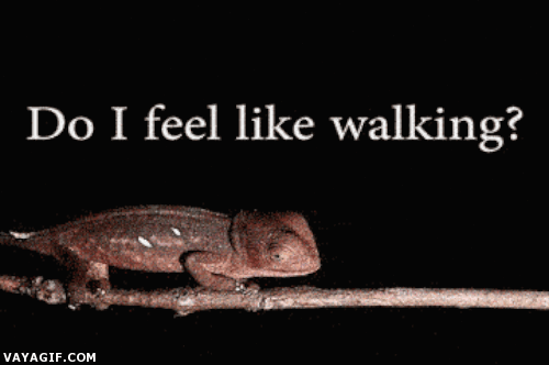 camaleon,avanzar,walking,caminar,dudar,rama,palante y patras