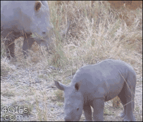 rinoceronte,cria,plantar cara,valiente,asustarse,volver con mamá