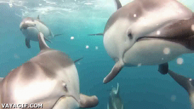 delfín,mar,bandas,blancas,delfines