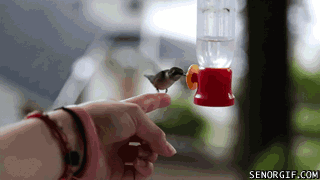 colibri,bebedero,beber,ave,pequeño,quieto,mano,dedo