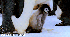 pingüino,pingüinitos,cría,viernes,alegría,adorable