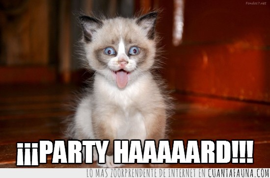 party hard,fiesta,loco,gato,miau,cara