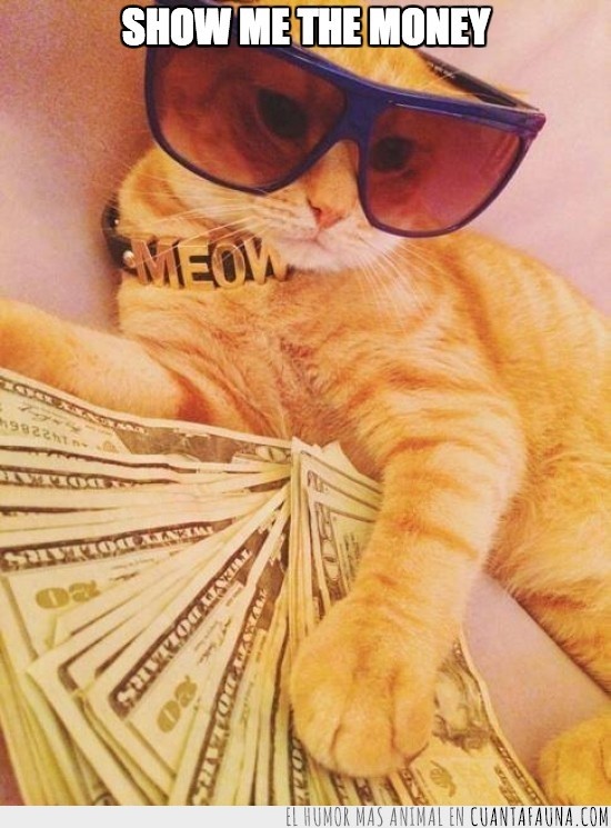 Gato,dinero,billetes,gafas,oro,collar,sol,millonario,muchimillonario,dame