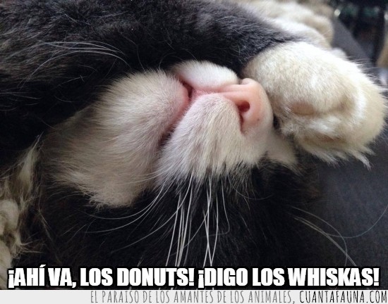 donuts,tapar,cara,dormir,whiskas