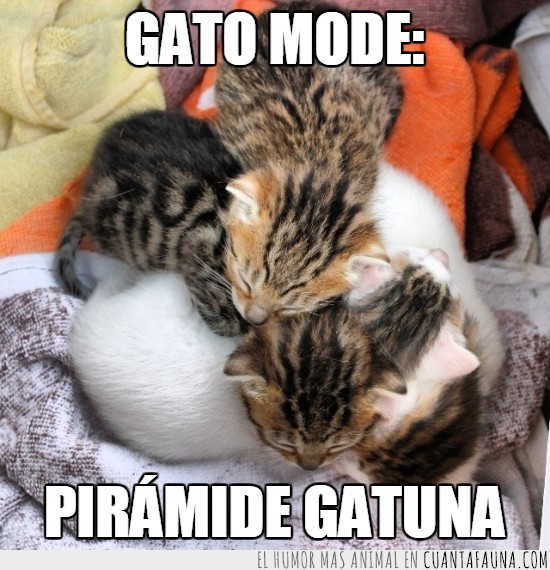 gatitos,dormir,piramide,mode,gato