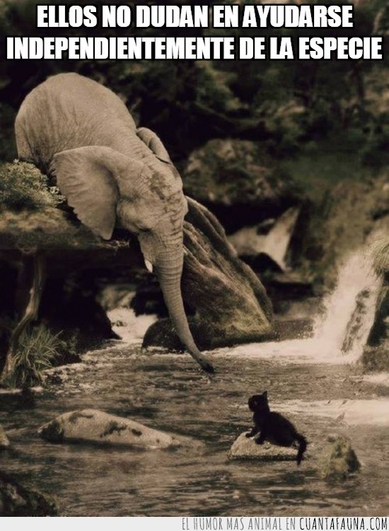 elefante,cria,gato,rio,roca,trompa,ayudar