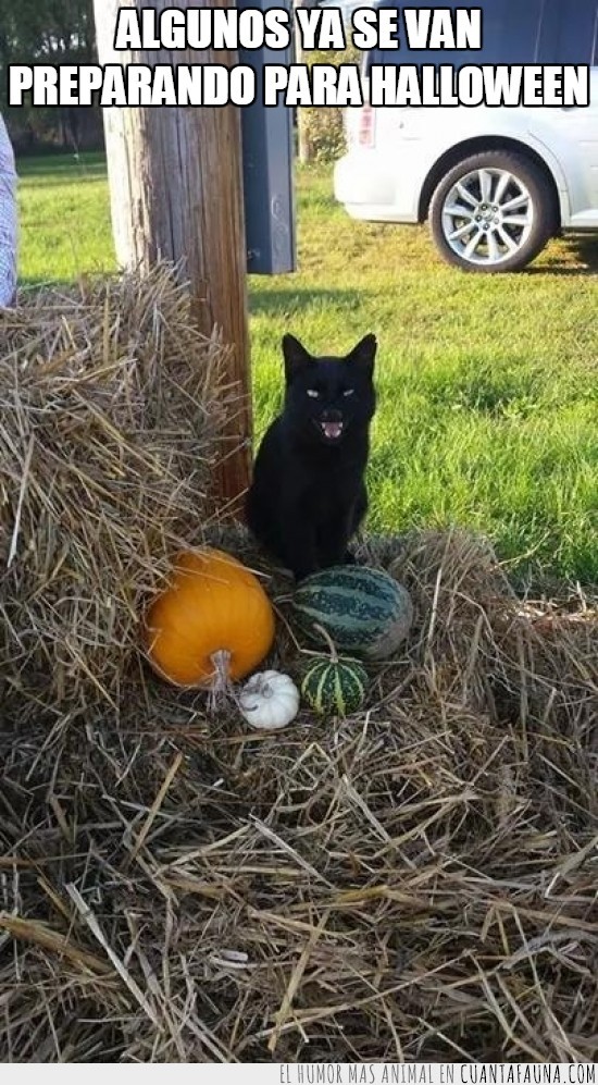 halloween,calabaza,vender,gato negro,risa maligna