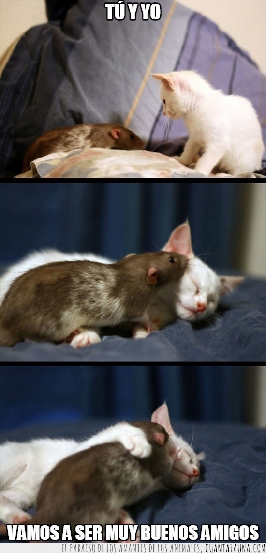 amigos,rata,gatito,desde pequeños,amistad