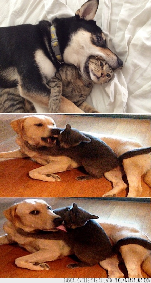 perro,amistad,a pesar de las diferencias,jugar,gato
