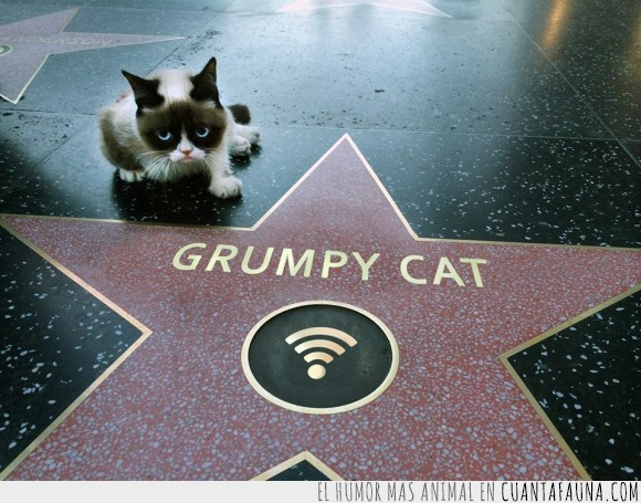 grumpy cat,paseo de la fama,cat,gato,famoso