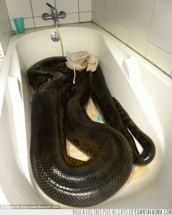 anaconda,5 metros,ducha,bañarse,otro dia mas,bañera,serpiente